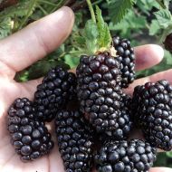 Саджанець Ожина Бжезіна в контейнері